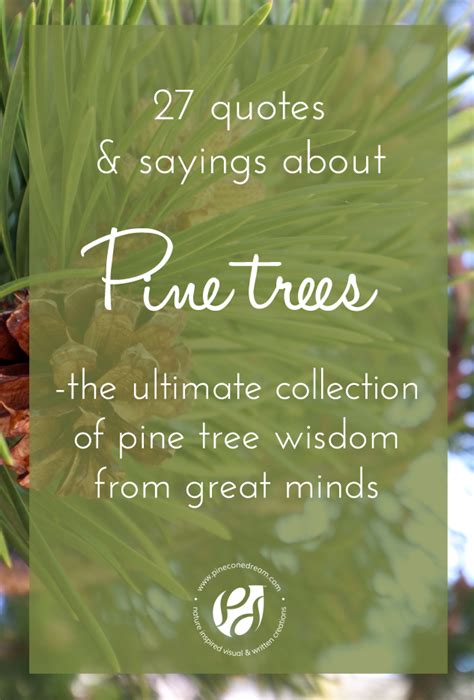 pine trees quotes|100 Beautiful Tree Quotes and Sayings .